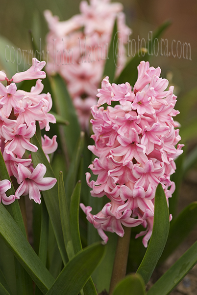 Common Hyacinth